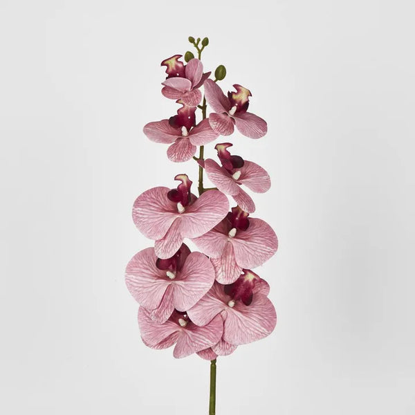 Dusty Pink Phalaenopsis Orchid spray