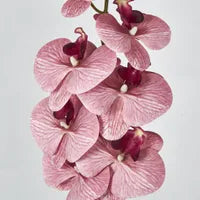 Dusty Pink Phalaenopsis Orchid spray