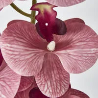 Dusty Pink Phalaenopsis Orchid spray