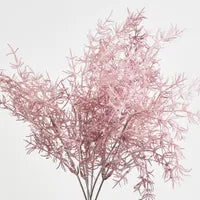 Coral Bush Pink