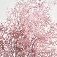 Coral Bush Pink