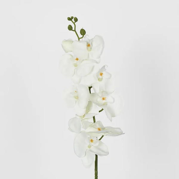 MOTH PHALAENOPSIS ORCHID SPRAY WHITE