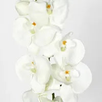 MOTH PHALAENOPSIS ORCHID SPRAY WHITE
