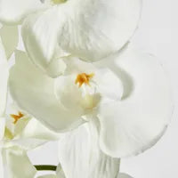 MOTH PHALAENOPSIS ORCHID SPRAY WHITE